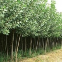 湖南意杨价格意杨小苗报价
