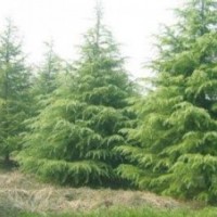 4米雪松二级苗4.5米雪松占地苗5米雪松一级苗价格