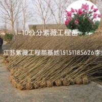 江苏紫薇工程苗3公分紫薇苗树形一致当年生1米高紫薇苗大量供应