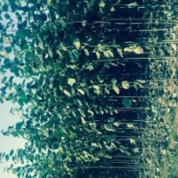 大量出售毛白杨2-2.5公分