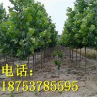 5公分法桐山东法桐基地