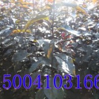 王族海棠-王族海棠价格