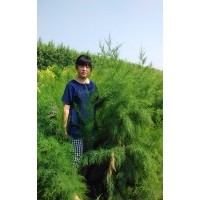 供盐松（速生柽柳）