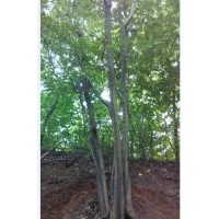 供应各种规格朴树，2.8米杀头3-4年发朴树