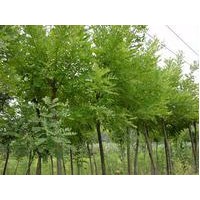 优质刺槐供应 刺槐价格 质优价廉