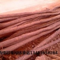 优质刺槐 刺槐价格 质优价廉