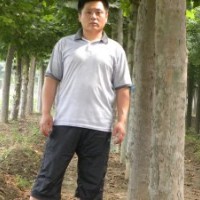 出售自家苗圃15公分-20公分二年冒法桐 提供法桐种植技术