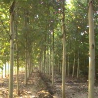 山东利宏种植基地出售优质法桐扦插条