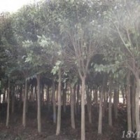 高杆女贞价格直销.高杆女贞价格2公分高杆女贞价格