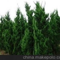 1.5米龙柏价格2米龙柏价格5米龙柏价格7米龙柏价格