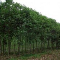 河南省万汇实业公司供应 西府海棠 大叶女贞