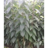 低价供应腊梅、木绣球、木槿、紫荆、月季等绿化苗