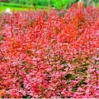 河南省万汇实业公司供应金叶女贞 小檗