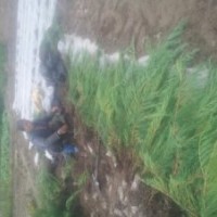 陕西榆林出售30厘米40公分50厘米60厘米70厘米80公分及1米以上沙