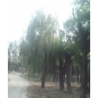 苗木绿化供应国槐、速生柳、造型法桐、白腊、皂角，垂柳，樱花，