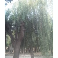 白蜡 垂柳 法桐 合欢 国槐等绿化苗木