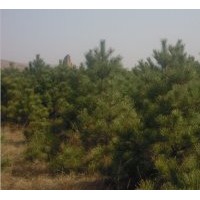 出售2.5米油松