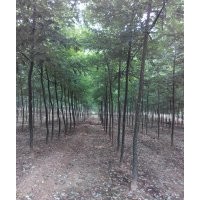 急售!!速生法桐!速生白蜡!速生国槐！欲购从速