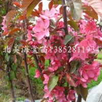 观花红叶北美海棠嫁接苗1.5米高秋季大量供应