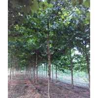 法国梧桐价格 悬铃木价格 速生法桐价格