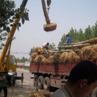 法桐10-15公分苗木最新价格出售