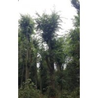 湖南大型榉树基地 低价格供应益阳榉树
