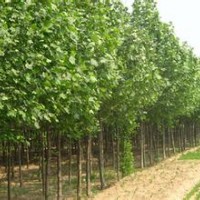 出售3公分、4公分、5公分、6公分速生杨