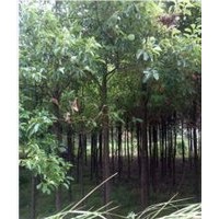 四川香樟