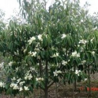 含笑产地直销精品含笑报价产地