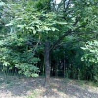 七叶树报价精品七叶树产地直销