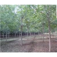 9、10、11公分速生白蜡低价出售