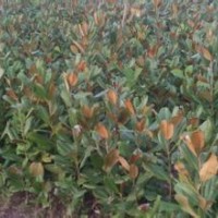 今年广玉兰小苗价格.现在广玉兰小苗价格.当年广玉兰价格