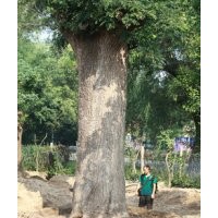 甘肃大树公司现常年供应国槐 楸树等