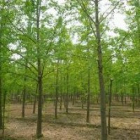 15公分银杏树价格