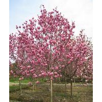 红玉兰价格红玉兰小苗产地直销