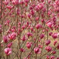 红玉兰小苗产地红玉兰小苗基地2公分红玉兰价格