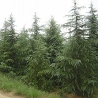 云杉高0.5-4米
