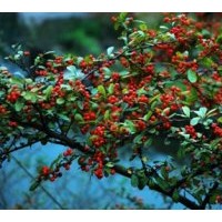 山丁子小苗及多年生大树