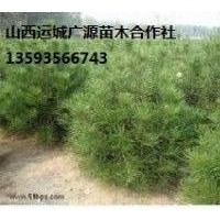 出售大量白皮松、1米2米3米白皮松大量低价优惠供应