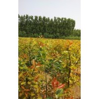 供红叶柳2--7公分