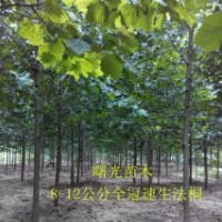 专供6公分，7公分，8公分速生法桐，全冠法桐。