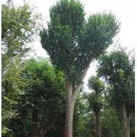 湖南榔榆树价格精品榔榆报价