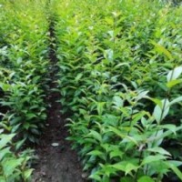 提供2-10公分大叶女贞价格信息