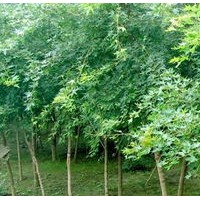 2、3公分五角枫大量出售、大量低价五角枫优惠供应