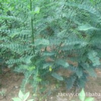 供应白蜡芽子 国槐芽子 白蜡接穗 国槐接穗