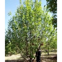 12公分假植八棱海棠树