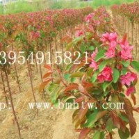 北美海棠，北美海棠小苗，木瓜苗，甜茶苗，流苏苗