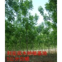 山东济宁利宏种植基地直销法桐苗木