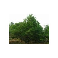 山西优质黑松苗 山西特供 质优价廉