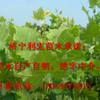 山东济宁法桐扦插棒培育技术